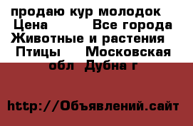 продаю кур молодок. › Цена ­ 320 - Все города Животные и растения » Птицы   . Московская обл.,Дубна г.